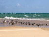 Australia - Fraser Island (Queensland): pelican at Sandy Cape - photo by Luca Dal Bo