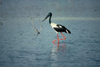 Australia - Northern Territory: Black necked Stork - Jabiru - Gabiru - photo by  Picture Tasmania/Steve Lovegrove