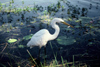 Australia - Northern Territory: Great Egret (Ardea alba) with Fish - photo by  Picture Tasmania/Steve Lovegrove