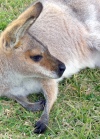 Australia - Queensland: Red Neck wallaby - photo by Luca Dal Bo