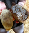 Australia - Gregory NP - Bullita Stock Route (NT): baobab fruit - inside - photo by Luca dal Bo