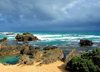 Australia - Port Fairy (Victoria): the Crags Calcified Forest - Princes Highway - photo by Luca Dal Bo