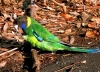 Australia - Gloucester NP (WA): ringneck parrot - seen from Gloucester Tree fire lookout - Karri tree - photo by Luca dal Bo