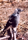 Australia - Canberra (ACT): magpie - Anzac Parade - photo by M.Torres