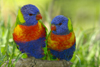 Australia - South Australia: Lorikeets - photo by G.Scheer