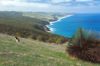 Australia - Deep Creek Coast, South Australia: Kangaroo - photo by G.Scheer