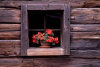 Austria - Graz (Steiermark): museum - window II  (photo by F.Rigaud)