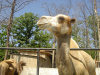 Azerbaijan - Altyaghach National Park, Xizi rayon: Bactrian Camels - Cennet Baghi resort - Altyaghaj - Altiagac - photo by N.Mahmudova