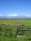 Qabala rayon, Azerbaijan: fields of red poppies, again with the snow topped Caucasus Mountains as a backdrop - road to Oguz - F.MacLachlan