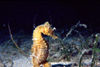 Bahamas - New Providence - Nassau: sea horse (photo by K.Osborn)