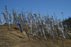 Bhutan - Prayer flags, blown by the wind, at Chele La - photo by A.Ferrari