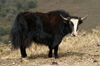 Bhutan - Yak - Phobjikha valley - photo by A.Ferrari