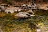 Bhutan - Small river in the Tang valley - photo by A.Ferrari