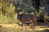 Okavango delta, North-West District, Botswana: a Greater Kudu bull backlit by the afternoon sun - Tragelaphus Strepsiceros - photo by C.Lovell