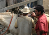 Brazil / Brasil - Cachoeira (Bahia): cowboys / vaqueiros - photo by N.Cabana