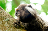 Atlantic Forest, RJ, Brazil: Black-tufted Marmoset - close-up - Callithrix penicillata | Mico-estrela - photo by L.Moraes