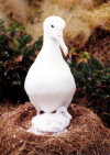 Campbell island: Southern Royal Albatross, Diomedea epomophora with chick - nest - photo by Albatross2147 - in P.D.