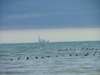 Vineland area, Ontario, Canada / Kanada: birds in migration, Toronto in view across lake Ontario - photo by R.Grove