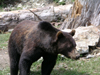 Canada / Kanada - Vancouver (BC): grizzly bear at Grouse mountain (photo by Rick Wallace)