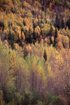 Canada / Kanada - Yukon: Sub Arctic forest seen from above - photo by F.Rigaud