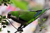 Barcelona, Catalonia: Monk parakeet on a tree (Myiopsitta monachus) - Grcia district - photo by M.Torres