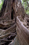 17 Christmas Island: enormous tree in the island's interior (photo by B.Cain)