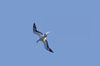 46 Christmas Island: Red Footed Boobie in flight (photo by B.Cain)