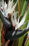 Goma, Nord-Kivu, Democratic Republic of the Congo: flower detail of a Giant White Bird of Paradise aka Wild Banana - Strelitzia nicolai - Strelitziaceae - monocotyledonous flowering plant - inflorescence composed of a bract, sepals and a 'tongue' - photo by M.Torres