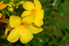 Brazzaville, Congo: common trumpetvine, yellow bell flowers, golden trumpet (Allamanda cathartica) - photo by M.Torres