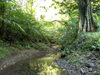 Cook Islands - Rarotonga island: creek in the rainforest - photo by B.Goode