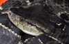 Puerto Viejo de Sarapiqu, Heredia province, Costa Rica: Fer-de-Lance - Bothrops asper - the ultimate pitviper - photo by M.Torres