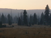 Czech Republic - Jizera Mountains / Jizerske hory: forest - Liberec Region - photo by J.Kaman