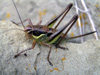 Russia - Dagestan - Tsumada rayon: cricket (photo by G.Khalilullaev)