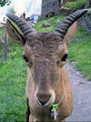 Russia - Dagestan - Tsumada rayon - Khushet: challenger - young Capra aegagrus or Bezoar goat (photo by G.Khalilullaev)