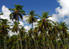 Punta Cana, Dominican Republic: forest of coconut palms - Cocos nucifera - Arena Gorda Beach - photo by M.Torres