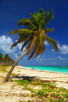 Punta Cana, Dominican Republic: coconut palm leaning over a tranquil stretch of the beach - Arena Gorda Beach - photo by M.Torres