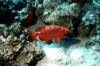 Egypt - Red Sea - Moontail bullseye - Priacanthus hamrur - underwater photo by W.Allgwer - Der Riff-Groaugenbarsch, Priacanthus hamrur, gehrt zu den Barschartigen (Perciformes), auch Barschfische genannt. Sie sind eine Ordnung der Klasse der Knochenfische. Die taxonomische Bezeichnung setzt sich aus dem griechischen perke (Barsch) und dem l