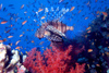 Egypt - Red Sea - Marsa Alam area: lion fish over the reef (underwater photography by K.Osborn)