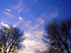 UK - England - Warrington: Evening sky and trees - school grounds - Latchford - photo by D.Jackson