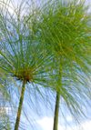 Addis Ababa, Ethiopia: Papyrus Sedge - Cyperus papyrus - Sheraton Addis hotel - photo by M.Torres