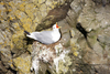 Mykines island, Faroes: gull on its cliff side nest - photo by A.Ferrari