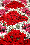 Finland - Kuopio (Ita-Suomen Laani): garden - flower plots (photo by F.Rigaud)