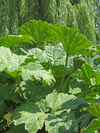 Le Havre, Seine-Maritime, Haute-Normandie, France: Gunnera Manicata, Giant Rhubarb plant at St Roch Gardens - photo by A.Bartel