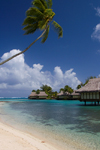 Papetoai, Moorea, French Polynesia: InterContinental Hotel - coconut tree over a perfect white sand beach - tropical resort - photo by D.Smith