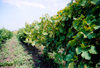 Gagauzia, Moldova: vineyards - wine production is an old tradtion in this area - photo by M.Torres