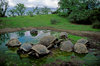 Isla Isabela / Albemarle island, Galapagos Islands, Ecuador: the Giant Tortoise (Geochelone elephantopus) lives to 150 years - Tortoises in a small pond - photo by C.Lovell