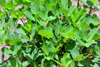 Amdallai, North Bank division, Gambia: cash crop - peanut plantation -  annual herbaceous plant  - photo by M.Torres