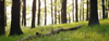 Eisenach, Thuringia, Germany: backlit tree trunks in the forest near Wartburg Castle - Thuringian Forest - photo by A.Harries