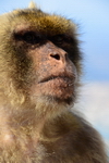 Gibraltar: meditating Barbary macaque, the only wild monkeys in Europe - Gibraltar Nature Reserve - Macaca sylvanus - photo by M.Torres