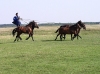 Hungary / Ungarn / Magyarorszg - Hortobgy National Park (Hadj-Bihar province): breathtaking five-in-hand horse ride in the Great Plain / Eastern Plain - Unesco world heritage site (photo by J.Kaman)